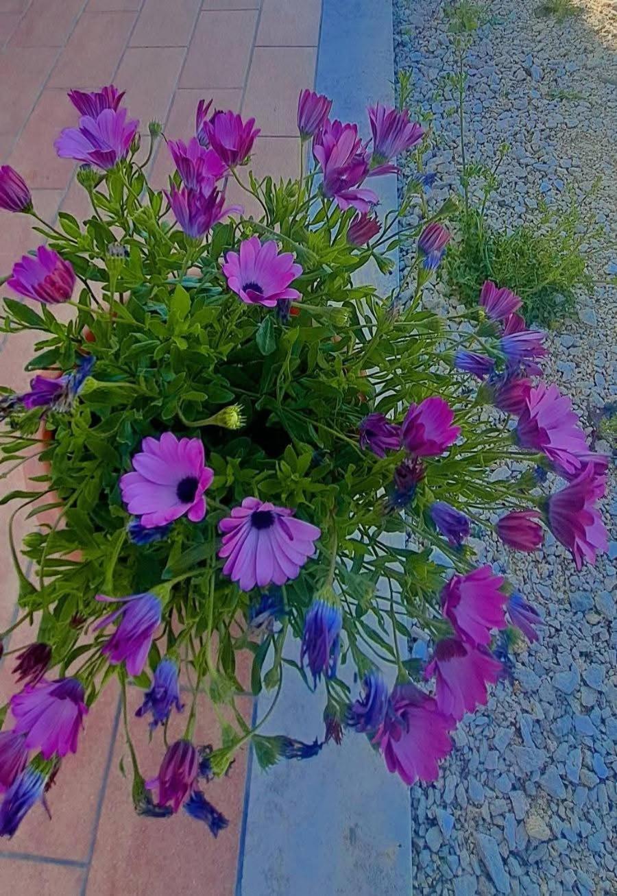 Agriturismo Maremma Amara 사투르니아 외부 사진